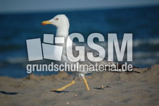Möwe_2.JPG
